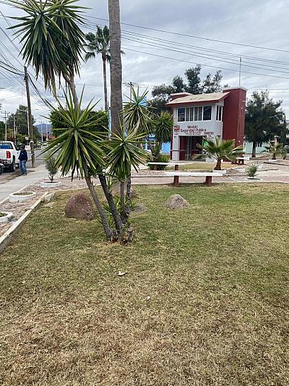 Realizan labores de poda y limpieza en Jalpa