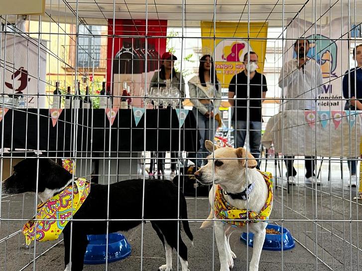REALIZAN PRIMER CROQUETÓN Y FERIA DE ADOPCIÓN EN JEREZ 