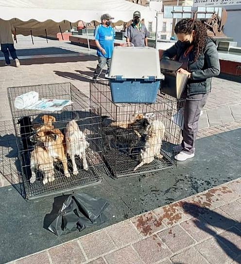 REALIZAN PRIMER FERIA DE ADOPCIÓN CANINA Y FELINA