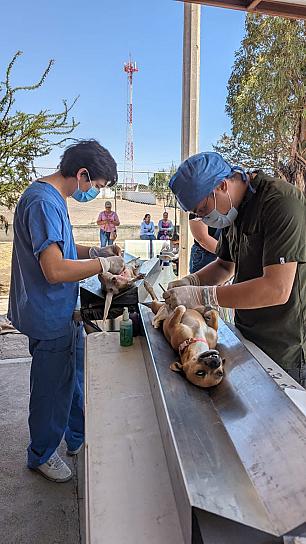 Realiza SSZ casi 13 mil esterilizaciones de mascotas en 2024