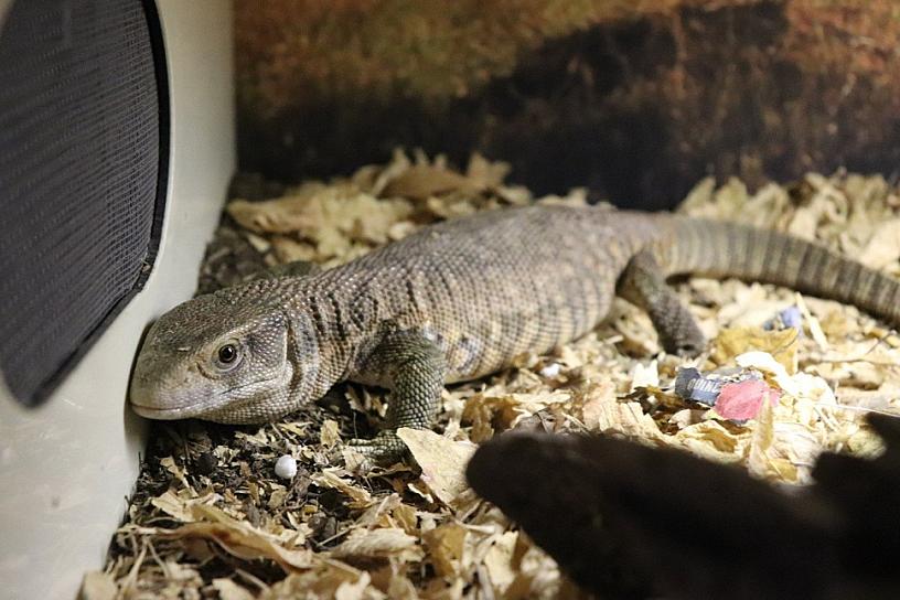 RECIBE EXHIBICIÓN DE REPTILES 17,500 VISITANTES