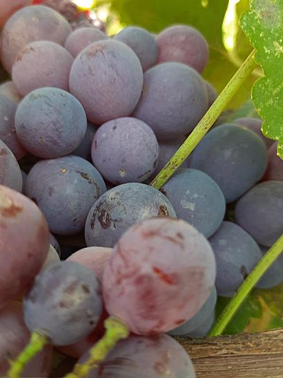 RECOMIENDAN ESPECIALISTAS EL CONSUMO DE UVAS PARA CUIDAR LA SALUD