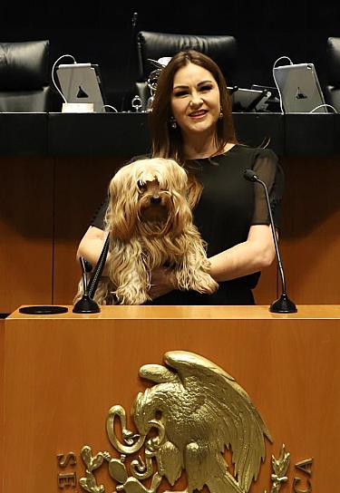 REFORMA DE PROTECCIÓN ANIMAL RECONOCE A LOS ANIMALES COMO SERES SINTIENTES: GEOVANNA BAÑUELOS