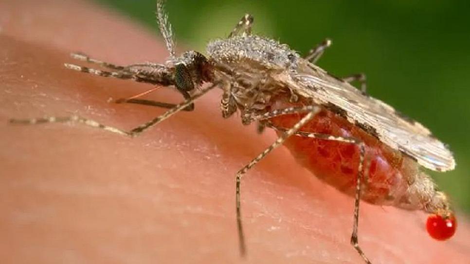 REGISTRAN PRIMER CASO DE MALARIA EN COAHUILA
