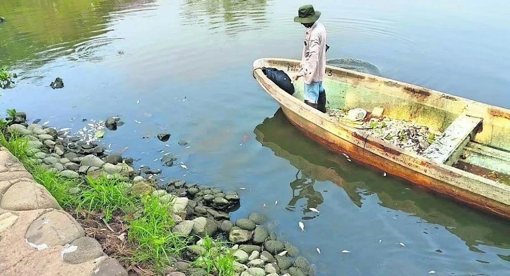 REGISTRA TABASCO MILES DE PECES MUERTOS POR ALTAS TEMPERATURAS