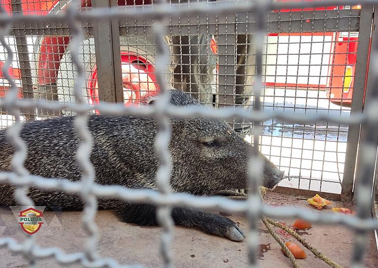 REGRESA POLICÍA AMBIENTAL A JABALÍ A SU HÁBITAT 