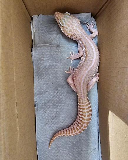 RESCATA GUARDIA NACIONAL A UN GECKO LEOPARDO ENVIADO POR PAQUETERÍA
