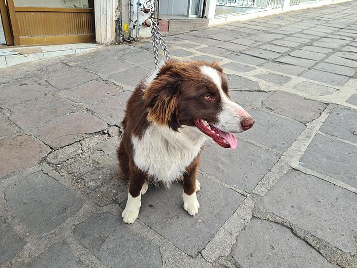 RESCATAN 5 PERROS DIARIOS EN LA CAPITAL