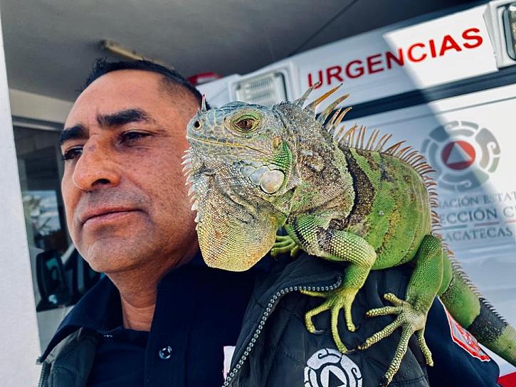 RESCATAN A IGUANA VERDE EN PELIGRO DE EXTINCIÓN EN GUADALUPE 