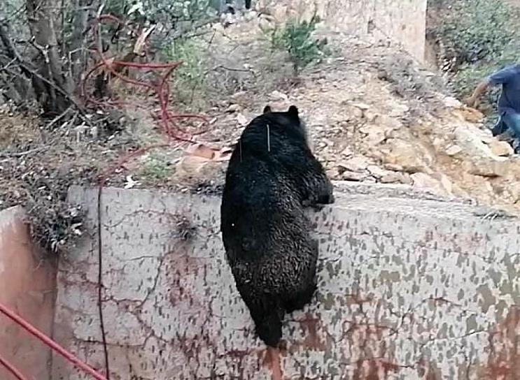 RESCATAN A OSA QUE CAYÓ AL FONDO DE UNA PILETA