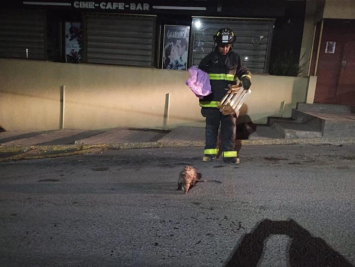 RESCATAN A TLACUACHE EN GUADALUPE