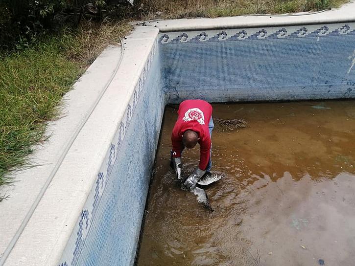 RESCATAN A UN BÚHO CORNUDO HERIDO EN FRESNILLO 