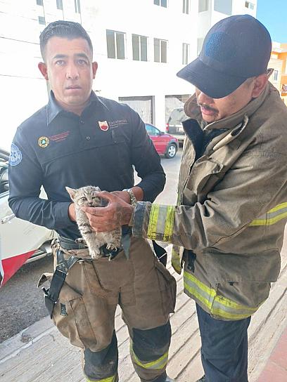 RESCATAN A UN GATITO ATORADO EN UN VEHÍCULO 
