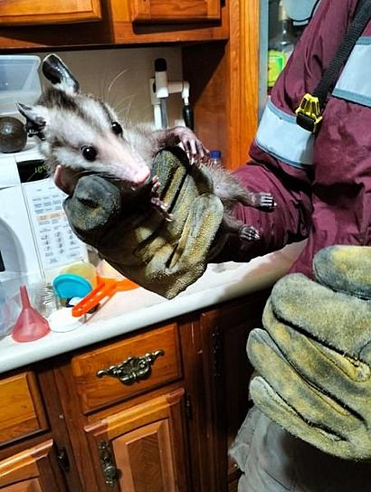 RESCATAN A UN TLACUACHE QUE ENTRÓ A UNA VIVENDA EN GUADALUPE 