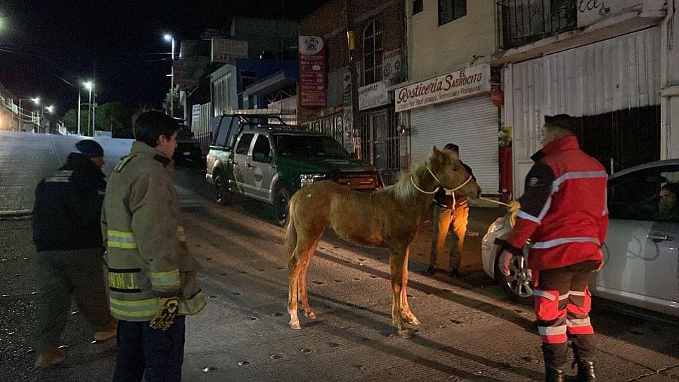 RESCATAN CABALLO EN LA AVENIDA SAN MARCOS 