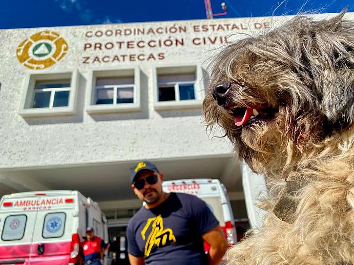 Rescatan elementos de PC a perrito que cayó en La Bufa 