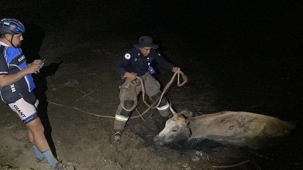 RESCATAN ELEMENTOS DE PC A UNA VACA QUE CAYÓ A UNA PRESA 