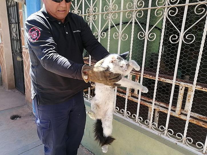 RESCATAN ELEMENTOS DE PC A UN GATO ATRAPADO 