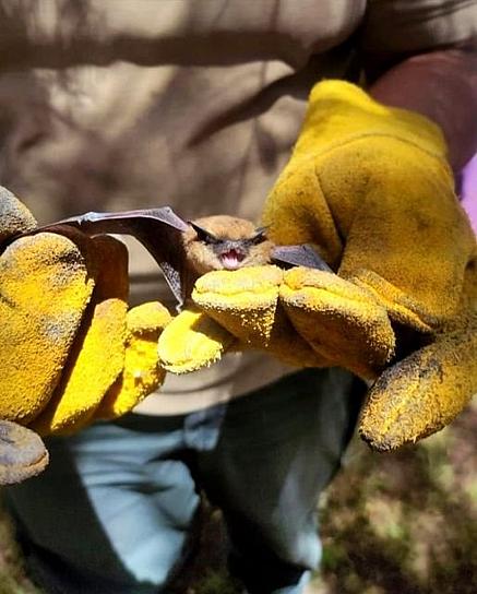RESCATA POLICÍA AMBIENTAL MURCIÉLAGO EN HOTEL DE LA CAPITAL