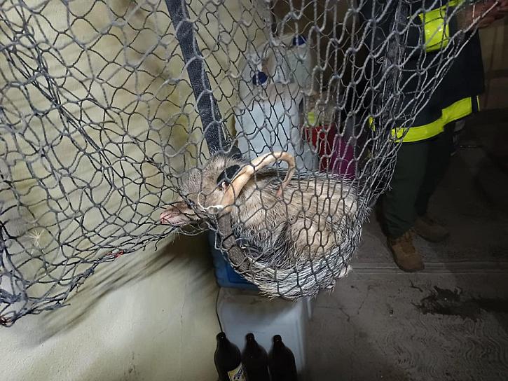 RESCATA PROTECCIÓN CIVIL A TLACUACHE; ENTRÓ A UN DOMICILIO EN LOMAS DEL CONVENTO