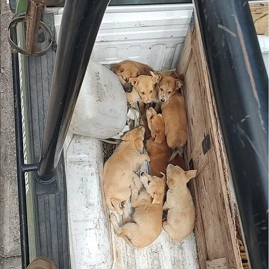 RESGUARDAN A 26 PERROS EN SITUACIÓN DE CALLE 