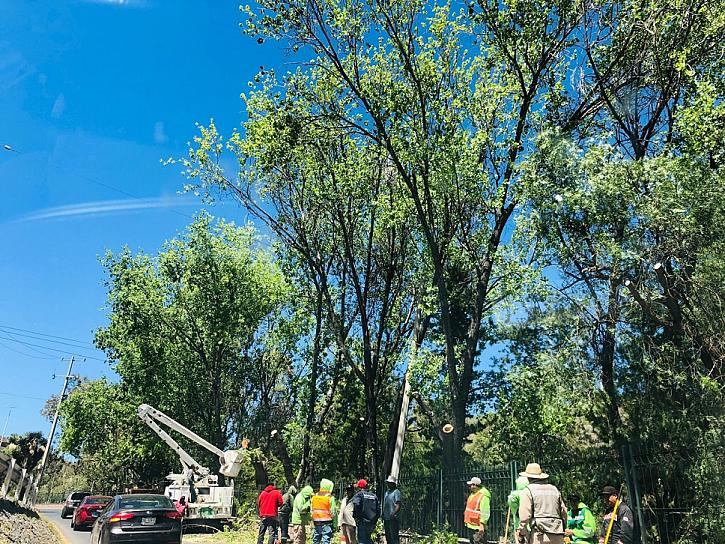 RETIRAN ÁRBOLES DEL PARQUE ARROYO DE LA PLATA; ESTABAN A PUNTO DE CAER POR LOS FUERTES VIENTOS 