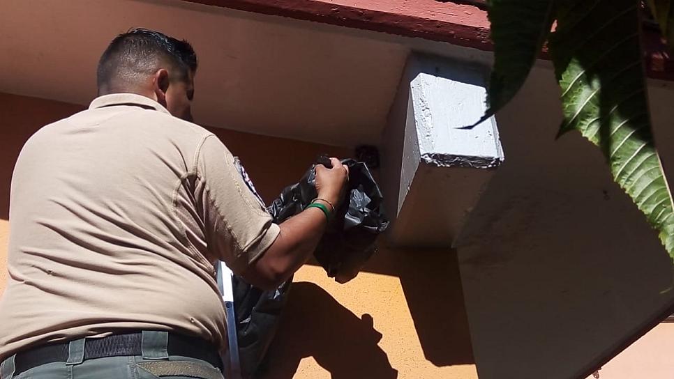 RETIRA POLICÍA AMBIENTAL AVISPEROS DE DOS PREESCOLARES