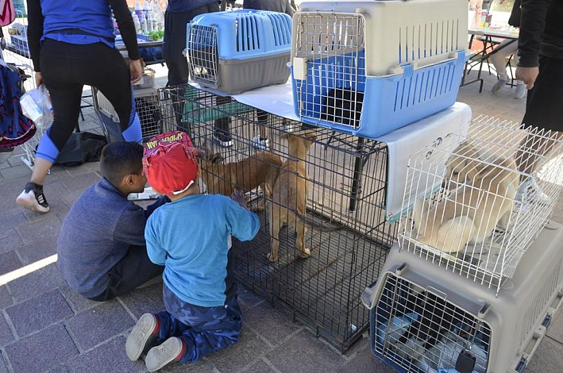 SE AGOTAN GATITOS EN ADOPTAFEST DE FEBRERO