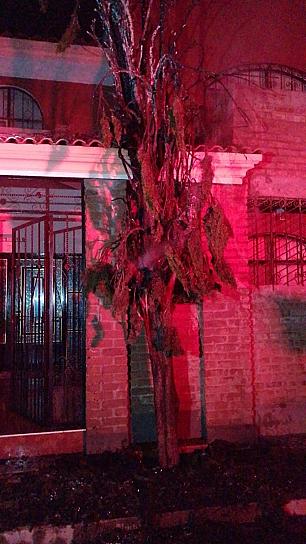 Se incendia en su totalidad árbol en Guadalupe