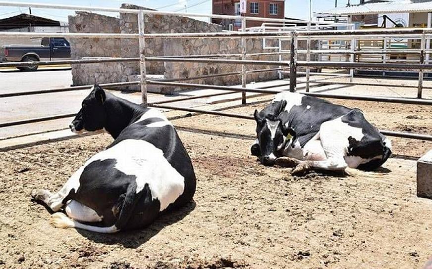 SE MANTIENE EL SACRIFICIO DE GANADO&nbsp;EN EL RASTRO MUNICIPAL