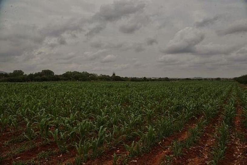 SE PREVÉN CONDICIONES DEVASTADORAS PARA EL CAMPO: LÍDER FRIJOLERO