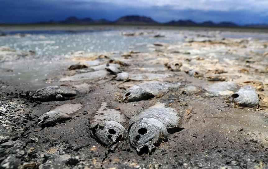 SEQUÍA MATA MILES DE PECES EN CHIHUAHUA