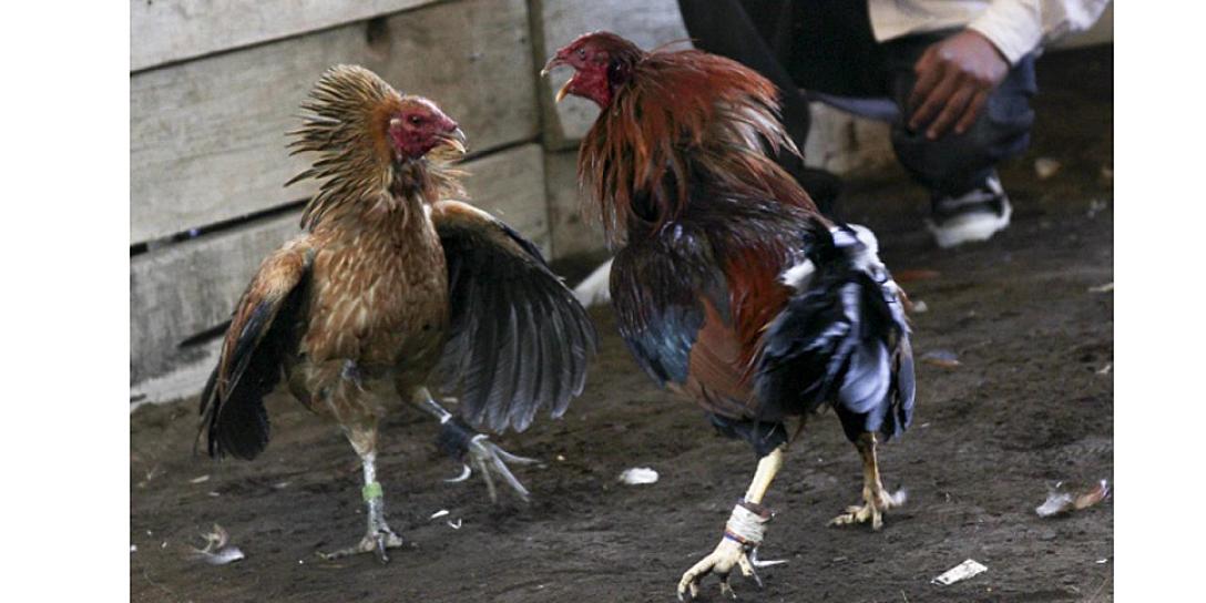 SE REGISTRA ATAQUE ARMADO EN PELEA DE GALLOS CLANDESTINA 