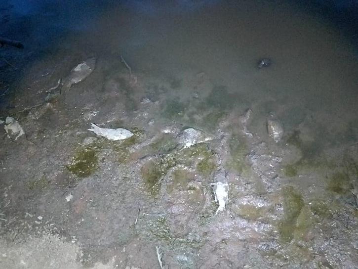 SE REGISTRA MUERTE MASIVA DE PECES EN BORDO DE NORIA DE GRINGOS