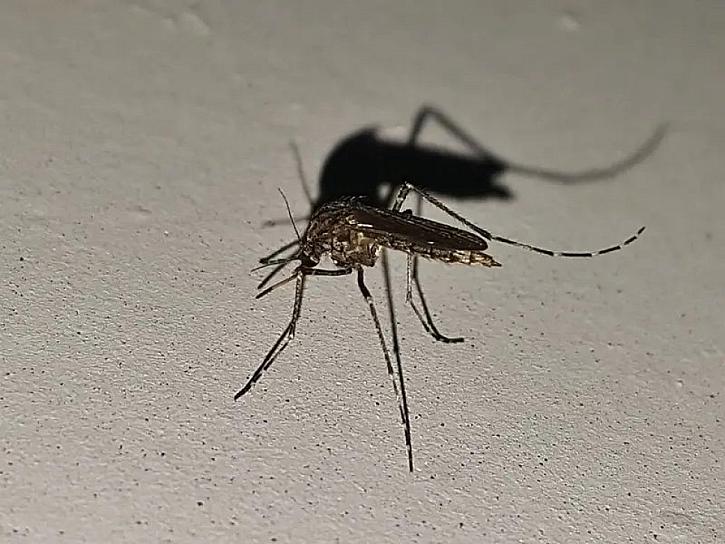 Se reportan casos de dengue en Zacatecas: SSZ