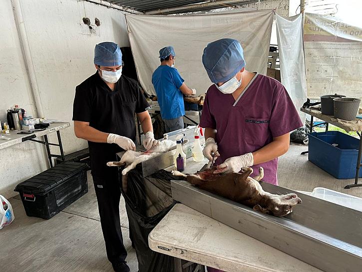 SE UNE ZACATECAS A JORNADA NACIONAL DE ESTERILIZACIÓN 