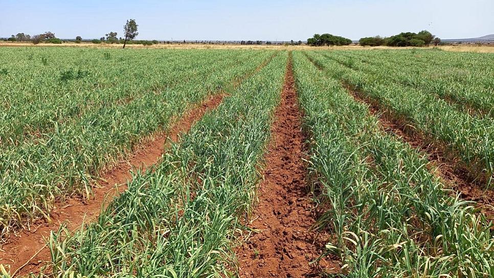 SIEMBRAN MÁS DE 14 MIL HECTÁREAS DE RIEGO EN 3 MUNICIPIOS