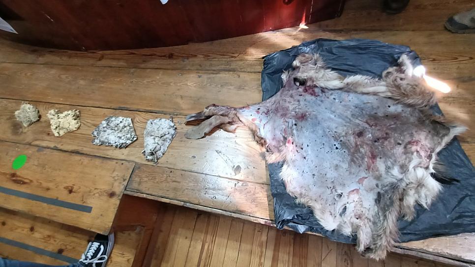 SIN CONTENCIÓN, PRESENCIA DE OSOS NEGROS CERCA DE COMUNIDADES