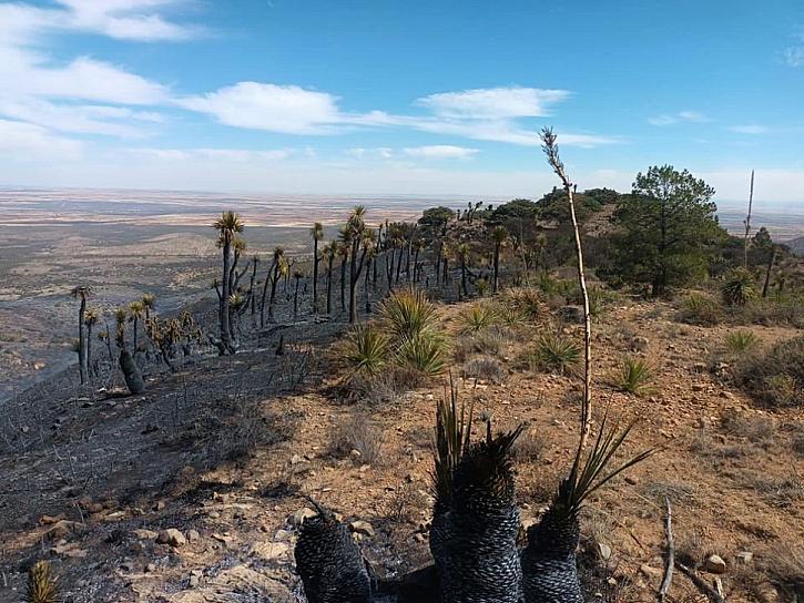 SINIETRADAS 100 HECTÁREAS POR INCENDIO FORESTAL EN SAÍN ALTO