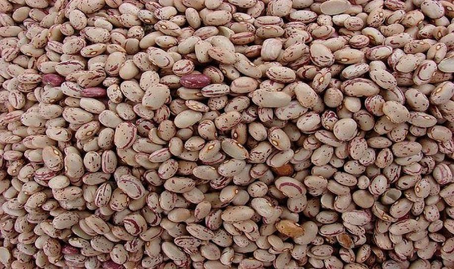 LIDERA ZACATECAS PRODUCCIÓN DE FRIJOL