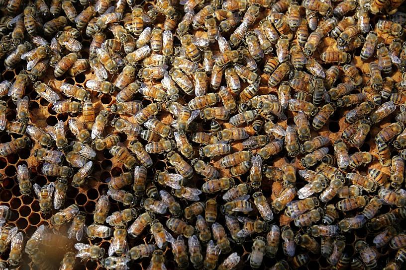 SUMAN 10 ATAQUES DE ABEJAS EN SINALOA; DOS PERSONAS MURIERON