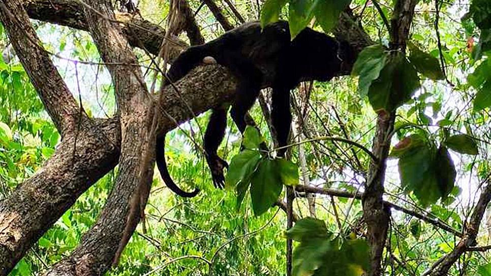 SUMAN 220 MONOS MUERTOS EN EL SURESTE DE MÉXICO POR EL CALOR
