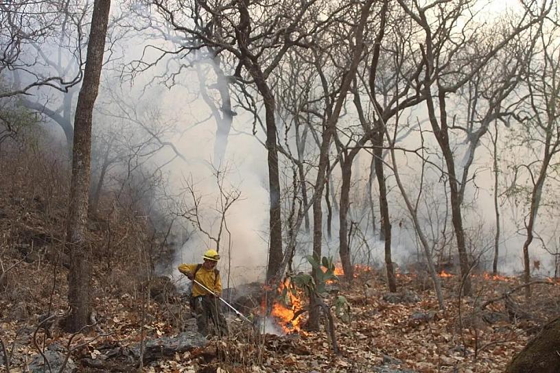 SUMAN 500 HECTÁREAS SINIESTRADAS EN LA RESERVA DE BIOSFERA EN MORELOS