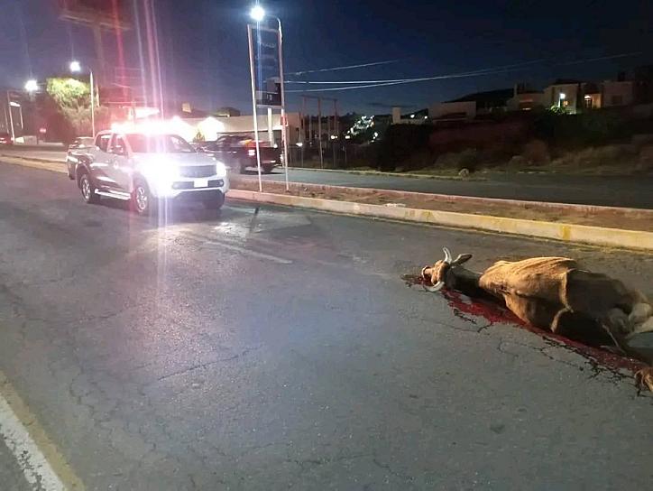 TREMENDO SUSTO SE LLEVA CONDUCTOR TRAS ATROPELLAR A UNA VACA 