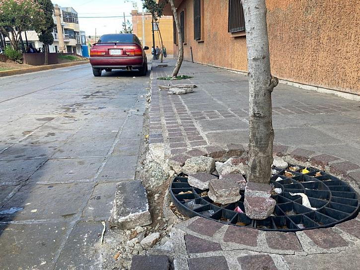 VANDALIZAN JARDINERAS DE LA ALAMEDA