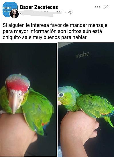 VENDEN PERICOS EN INTERNET EN ZACATECAS 