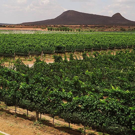 VÍNICOLA EL CONSUELO, A SOLO 30 MINUTOS DE LA CAPITAL