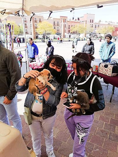 DAN HOGAR A 22 CACHORRITOS EN PRIMER ADOPTA FEST 2023