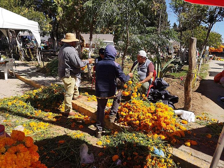AFECTAN HELADAS PRODUCCIÓN DE CEMPASÚCHIL EN FRESNILLO