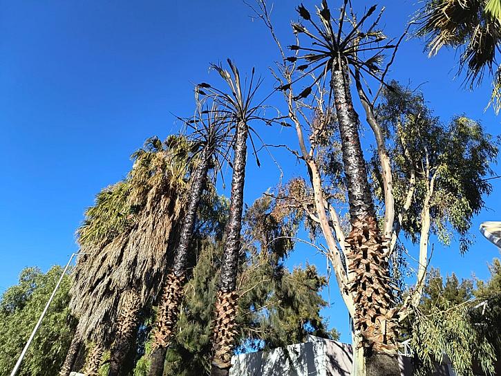 Afecta uso indiscriminado de pirotecnia 3 palmeras que se quemaron 